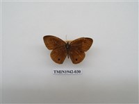 藏品(密紋波眼蝶)的圖片